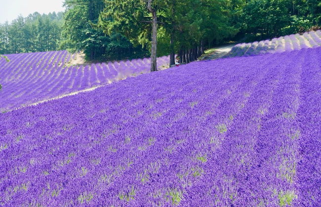 FuranoSky White - Foto 35