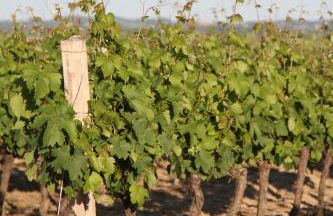 Château de Mayragues - Photo 19