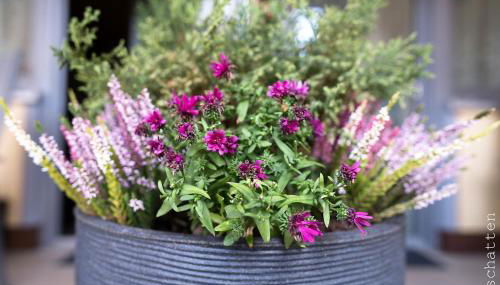 FeWo/GZ Hannelore Müller - Foto 4