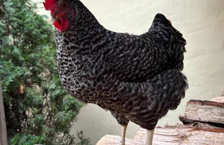 Luxurious Mountain Retreat with Hot Tub Jacuzzi Suite & Wood-Burning Fireplace - 10 Min to Boone - Foto 34