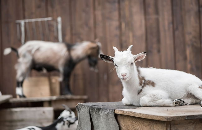 Das Urgestein - Foto 56