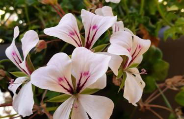 Mary's Sweet Home Napoli - Foto 30