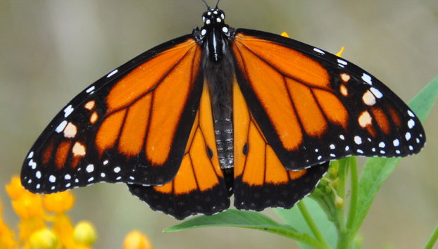 Costa Norte e Tour Residencial - Foto 2