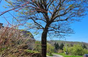 Maison de campagne à 15 minutes de Conques - Photo 46