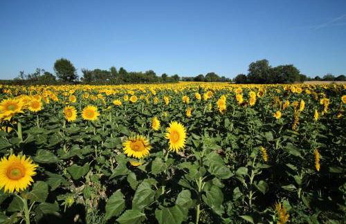 Gite des Chirons, 30mins Puy du Fou - Foto 20