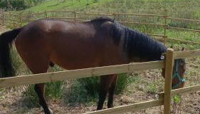 B&B Agriturismo Regno di Toscana - Foto 3