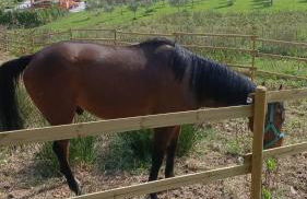 B&B Agriturismo Regno di Toscana - Foto 3