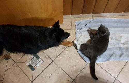 Biolandhof Dorn Highlander vom Elbdeich - Foto 8