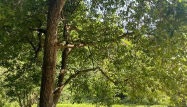 San Bartolomé Etxola - Foto 2