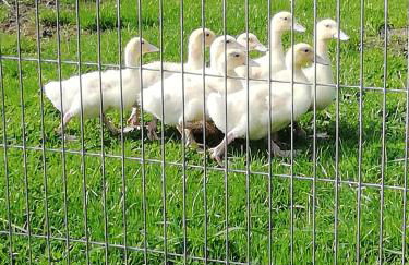 Häuschen im Grünen - Foto 10