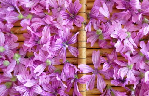 I Giardini di Pomona - Foto 23