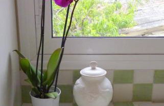 Ανεμώνη - Anemoni - Foto 13