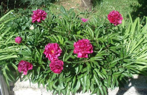 Apartmani Tijano - Photo 29