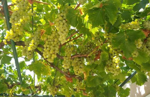 Kuća Lilla - Foto 64