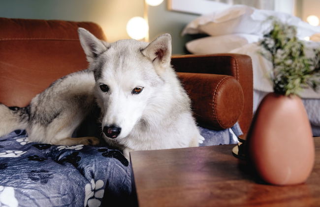 Skyridge Glamping - Foto 20