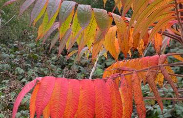 Woodlands Luxury Lake Log Cabin - Vetiver Villa - Foto 27