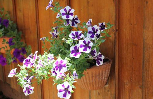 Ferienwohnung Schauberger - Foto 15