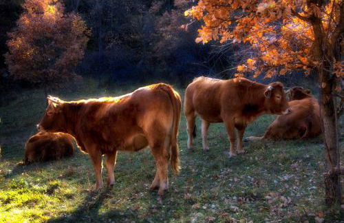 Apartaments El Ribal - Foto 44