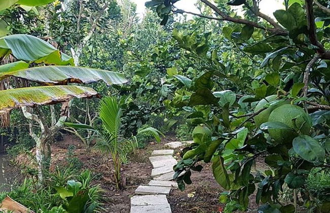 Peaceful Homestay in the Middle of Fruit Garden - Room With Four Double Beds - Foto 16
