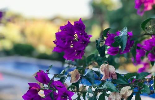 Finca Meerlust - Las Ballenas - Foto 64