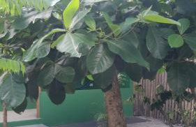 CHaLéS GuiGó, Refugio em meio a natureza - Photo 8