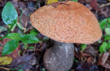 Morowo chałupa - Photo 64