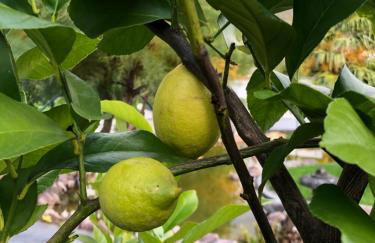 Ferienwohnung am Pferdemarkt - Foto 24