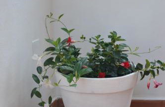 Flai Home - Photo 35