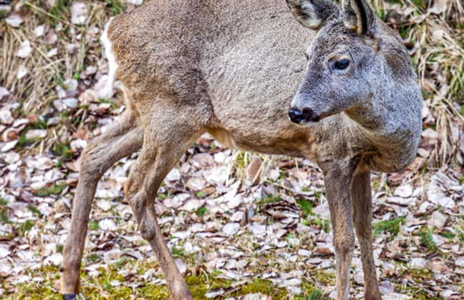 5 Person Holiday Home in Billingfors-by Traum - Photo 29