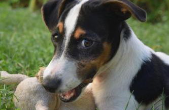 Ferienwohnung mit Bauernhofflair - Foto 12