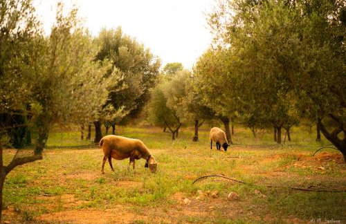 Agroturismo Son Barceló Mas - Foto 145