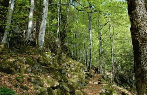 Haldenschwarzhof - Foto 8