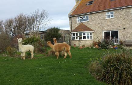 Jurassic Loft Apartment - Foto 1