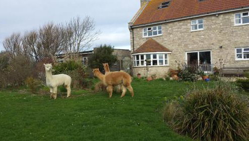 Jurassic Loft Apartment - Foto 1, Other
