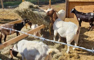 Akrofina Ranch & Grill - Foto 16