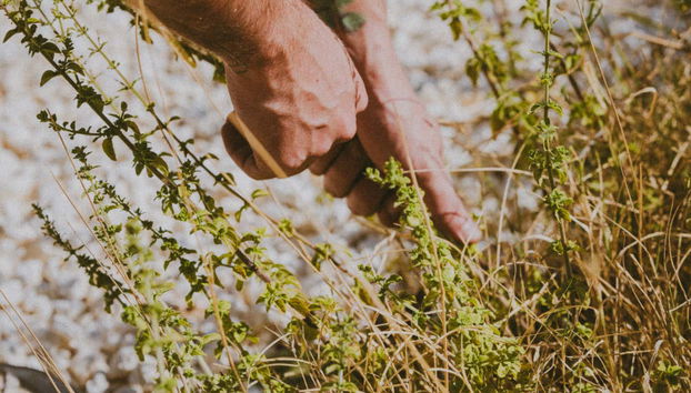 Raccogliendo alcune piante aromatiche