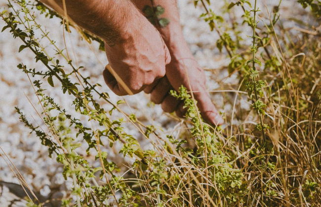 Visite de la distillerie Casa Nepeta - Photo 5