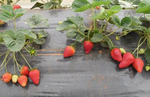 Macchia Salentina - Foto 66