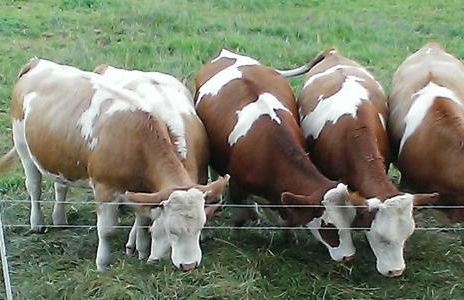 Martina Frey Ferienwohnungen - Foto 19