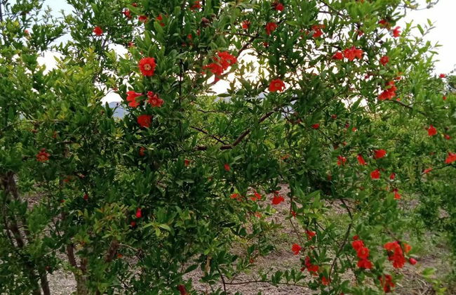 Villa in a Pomagranate Orchard - Foto 29