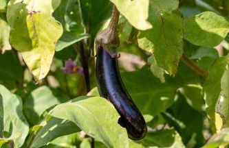 Agriturismo La Collina - Foto 52