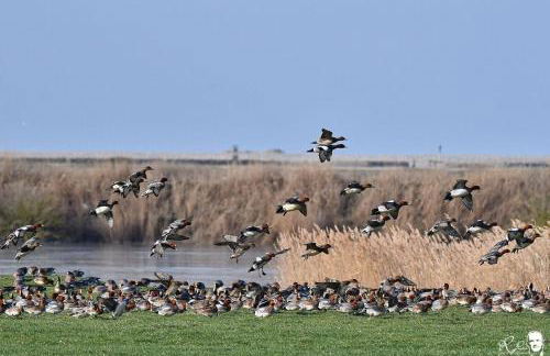 Gite La Lueur du Hable - Baie de Somme Hable d'Ault - Foto 30