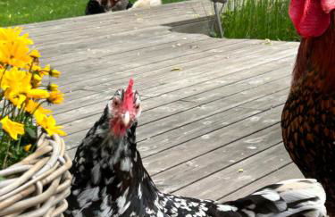 Ferienwohnung Piesbach - Foto 19