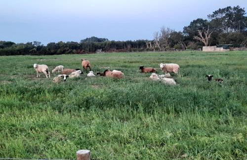 Apartamento Mar Odeceixe - Photo 37