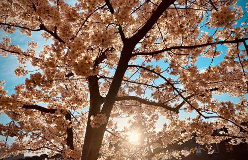 Schöne Aussichten mitten in Berlin - il sole - Photo 17