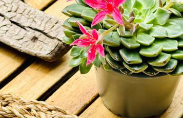 Casa Cycas, Meublé tourisme 4 étoiles - Photo 21