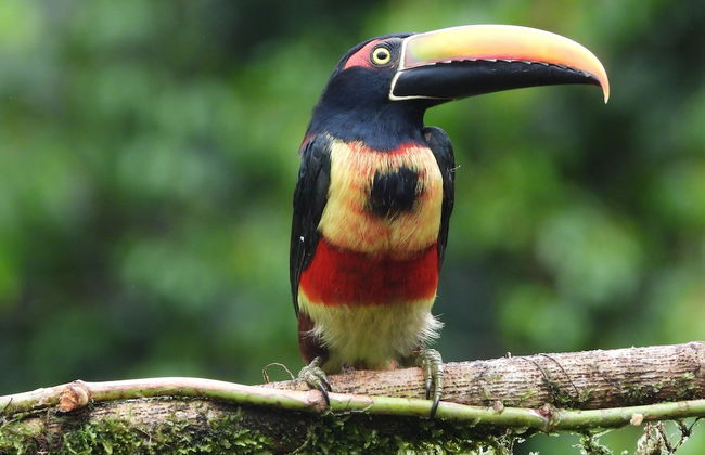 Esquipulas Rainforest - Foto 16