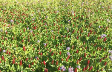 Creber Cottage - Foto 39