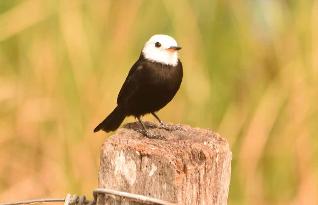 Arroyos y Esteros Private Day Trip - Foto 6