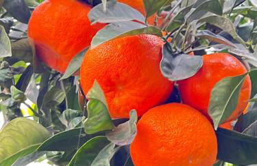 La casa di Apollo - Foto 30